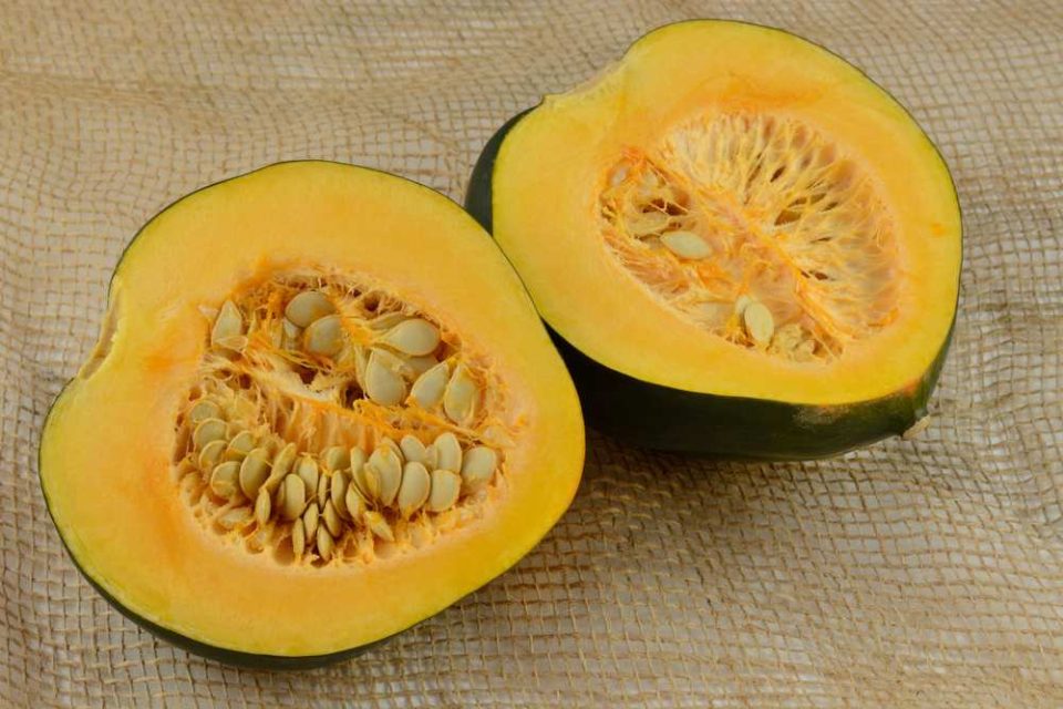 Can guinea pigs eat acorn squash Clearance