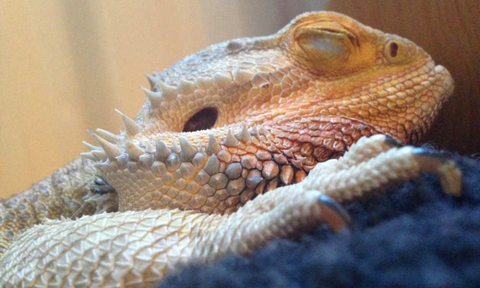 Can Bearded Dragons Eat Applesauce? Pet Diet Guide
