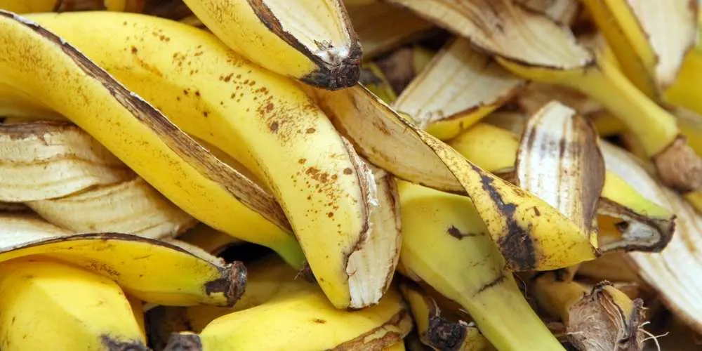 are banana peels good for dogs
