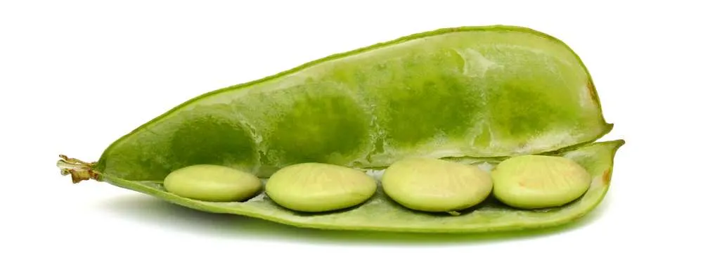 are lima beans safe for dogs