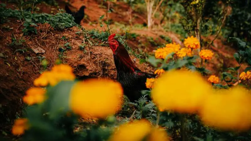 super-food-for-chickens-marigolds-bitchin-chickens