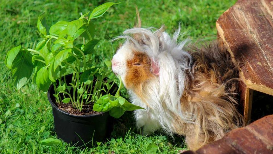 Can Guinea Pigs Eat Fresh Basil? Basil Leaves? Pet Diet Guide