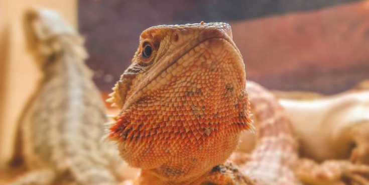 Can Bearded Dragons Eat Mealworms? | Pet Diet Guide