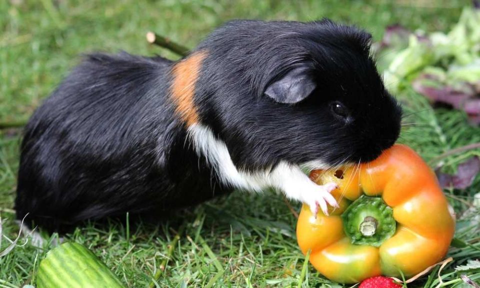 Can Guinea Pigs Eat Bell Peppers? Bell Pepper Seeds? Pet Diet Guide