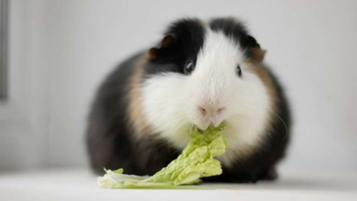 Image showcasing Can Guinea Pigs Eat Cabbage? - Pet Diet Guide