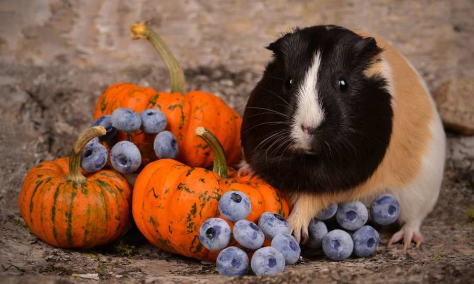 Can Guinea Pigs Eat Blueberries? Pet Diet Guide