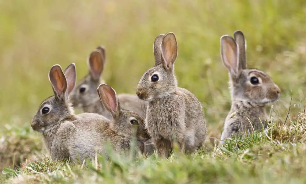 ¿Pueden los conejos comer alfalfa?