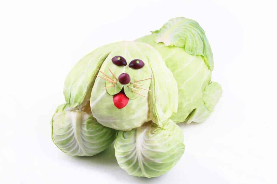 Can Dogs Eat Cabbage? Is Cabbage Bad For Dogs? Pet Diet Guide
