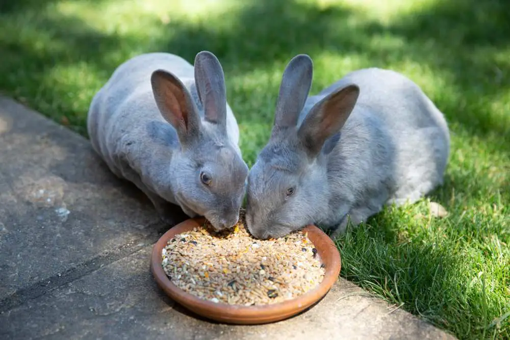 Pueden los conejos comer semillas de aves