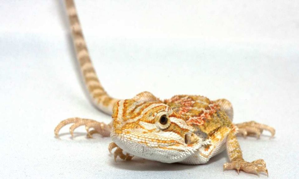 Can Bearded Dragons Eat Bok Choy? Pet Diet Guide