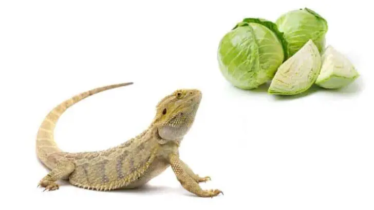 Can Bearded Dragons Eat Cabbage?