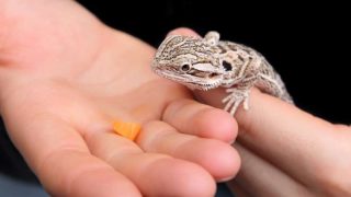 Can Bearded Dragons Eat Carrots? - Pet Diet Guide