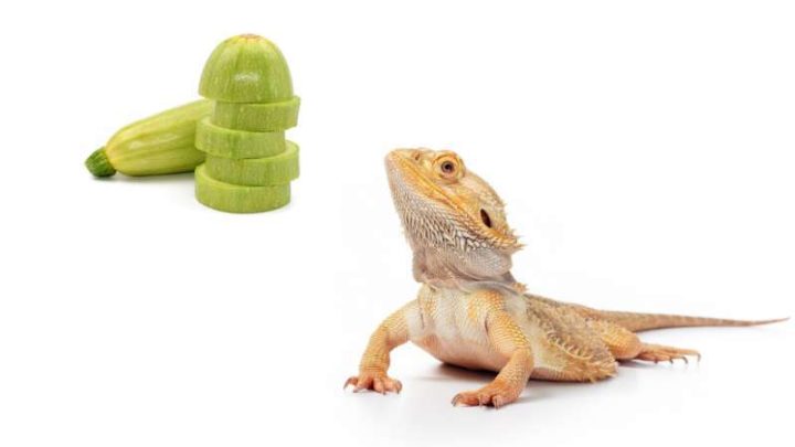 Beautiful Can Bearded Dragons Have Zucchini Moment in 4K Beautiful Can Bearded Dragons Have Zucchini Moment in 4K