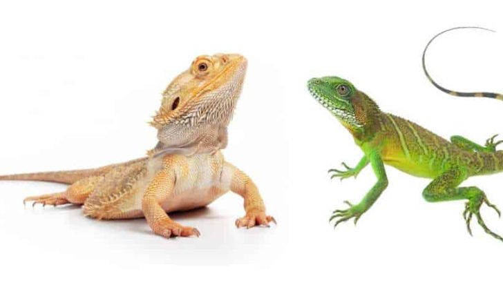 Can Bearded Dragons Eat Anoles?