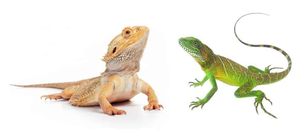 Can Bearded Dragons Eat Anoles?