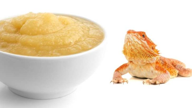 Can Bearded Dragons Eat Applesauce?