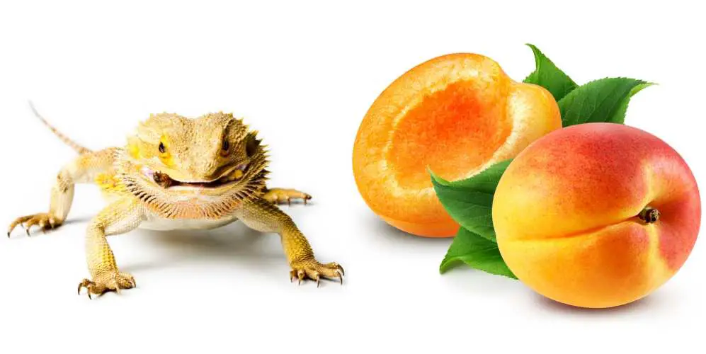 Can Bearded Dragons Eat Apricots?