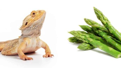 Can Bearded Dragons Eat Asparagus? | Pet Diet Guide