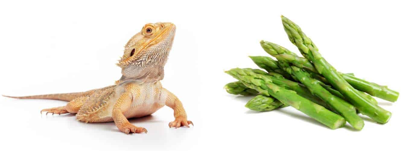 Can Bearded Dragons Eat Asparagus? Pet Diet Guide