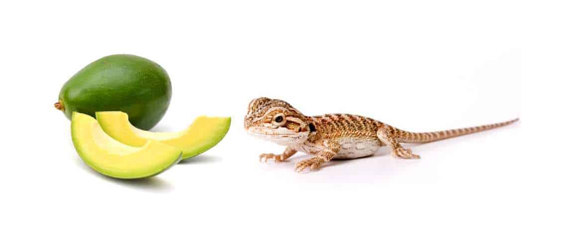 Can Bearded Dragons Eat Avocado?