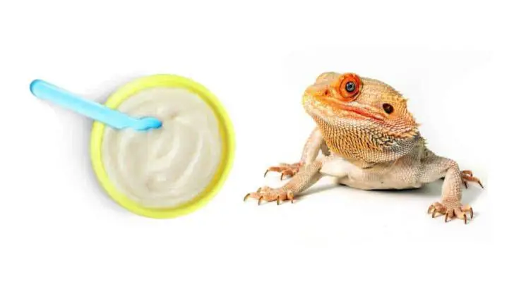 Can Bearded Dragons Eat Baby Food?