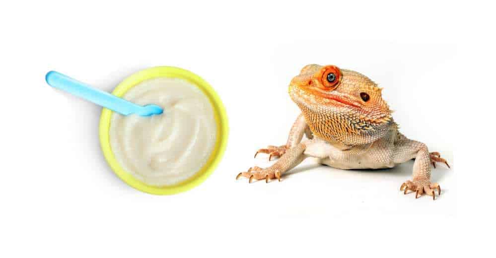 Can Bearded Dragons Eat Baby Food?