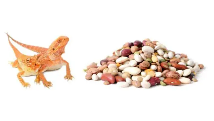 Can Bearded Dragons Eat Beans?