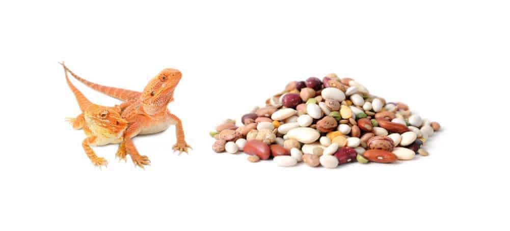 Can Bearded Dragons Eat Beans?