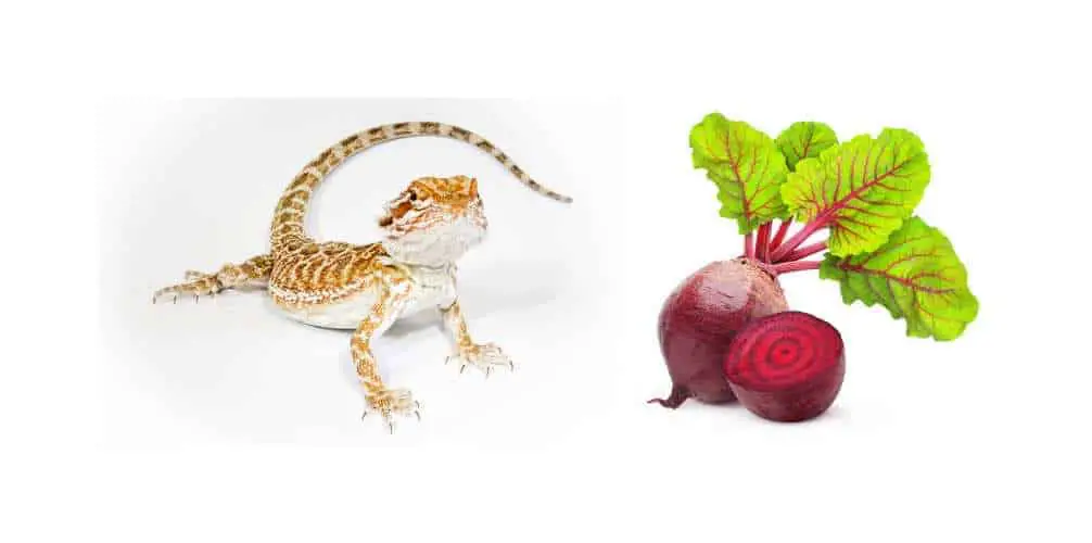 Can Bearded Dragons Eat Beets? Beet Greens?