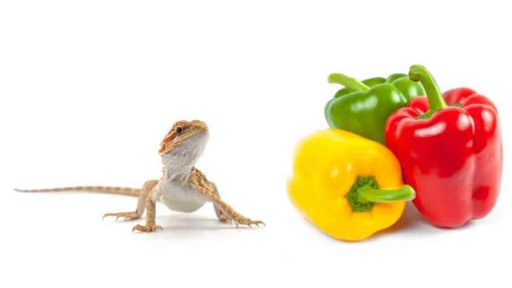 Can Bearded Dragons Eat Bell Peppers? Sweet Peppers?