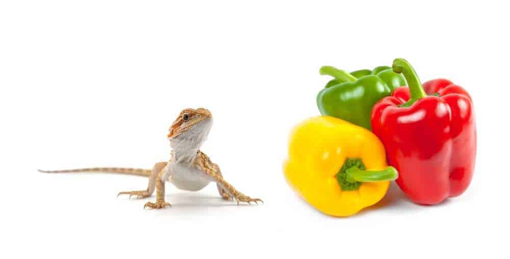 Can Bearded Dragons Eat Bell Peppers? Sweet Peppers? Pet Diet Guide