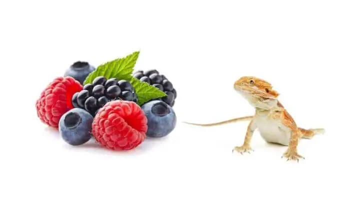 Can Bearded Dragons Eat Berries?