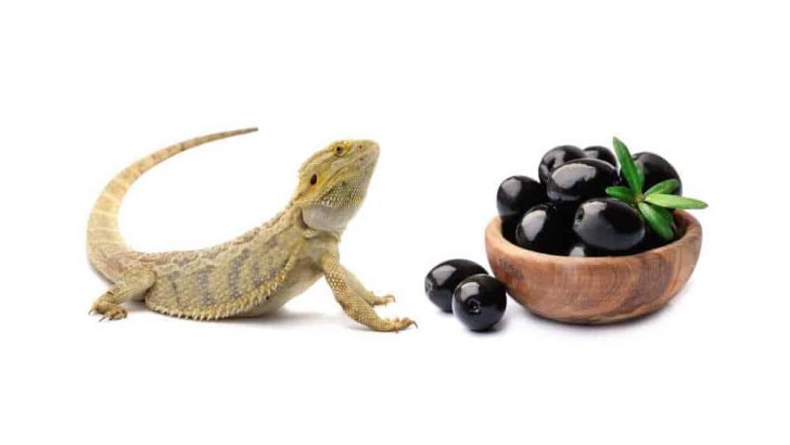 Can Bearded Dragons Eat Black Olives?