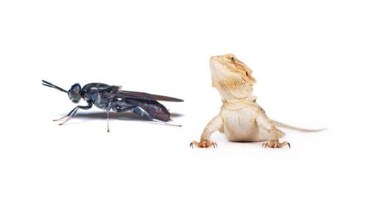 Can Bearded Dragons Eat Black Soldier Flies?