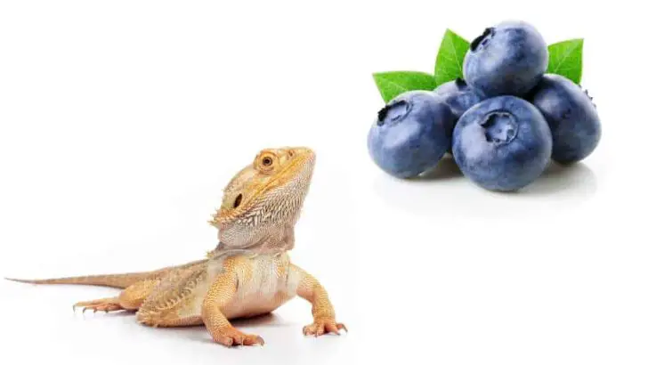 Can Bearded Dragons Eat Blueberries?