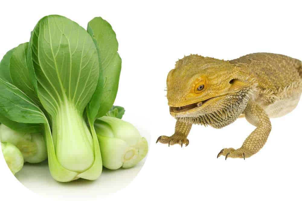 Can Bearded Dragons Eat Bok Choy? Pet Diet Guide