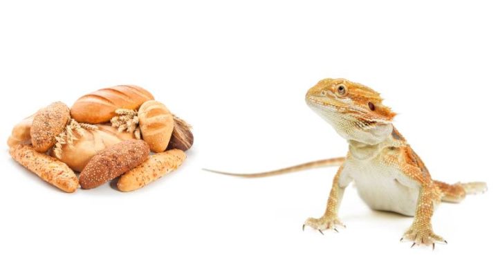 Can Bearded Dragons Eat Bread?