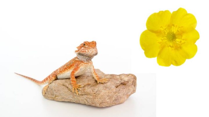Can Bearded Dragons Eat Buttercups?