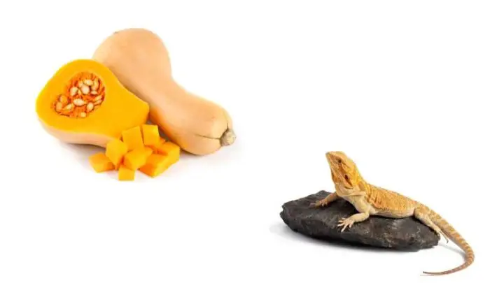 Can Bearded Dragons Eat Butternut Squash?