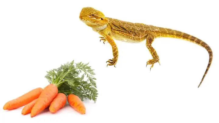 Can Bearded Dragons Eat Carrots?