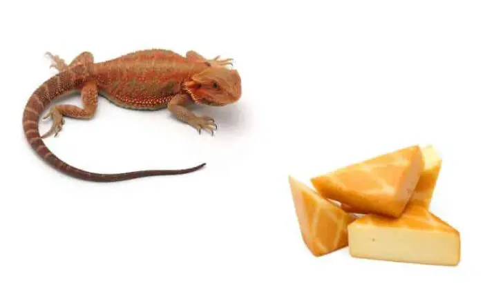 Can Bearded Dragons Eat Cheese?