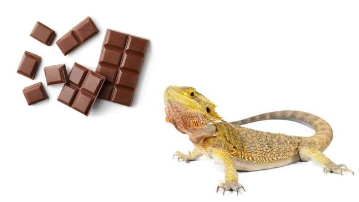 Can Bearded Dragons Eat Chocolate?