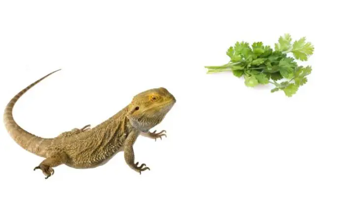 Can Bearded Dragons Eat Cilantro?