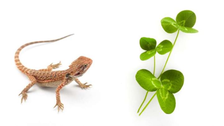 Can Bearded Dragons Eat Clover?