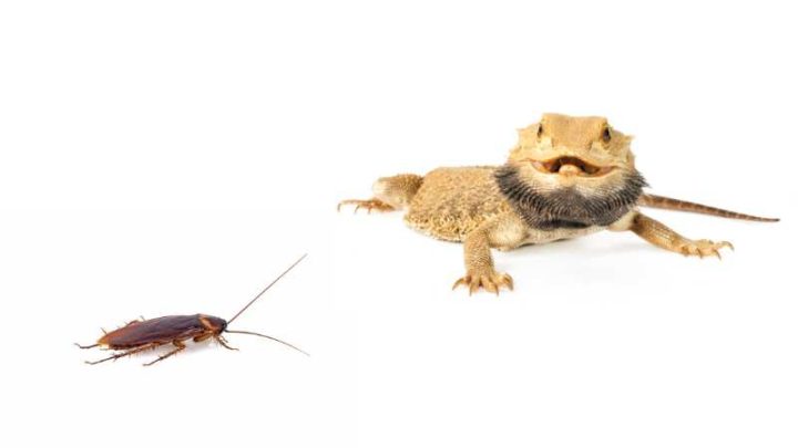 Can Bearded Dragons Eat Cockroaches?