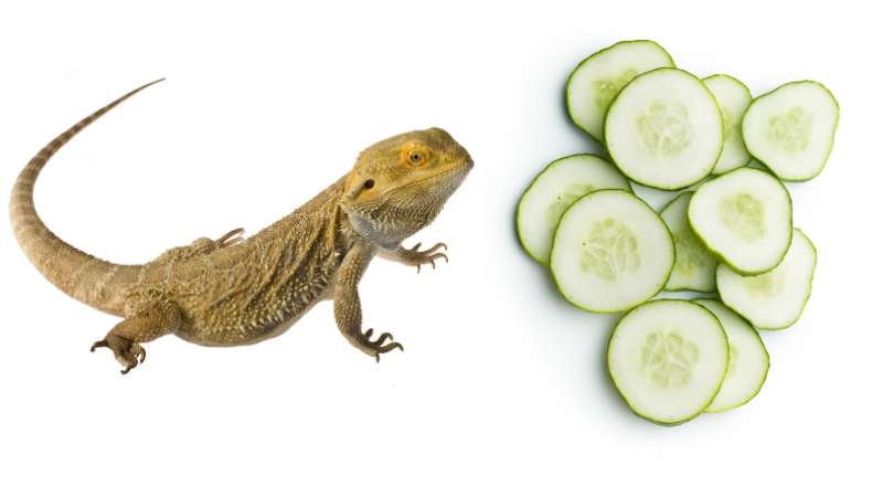 Vivid Can Bearded Dragons Have Cucumbers Scene Illustration Vivid Can Bearded Dragons Have Cucumbers Scene Illustration