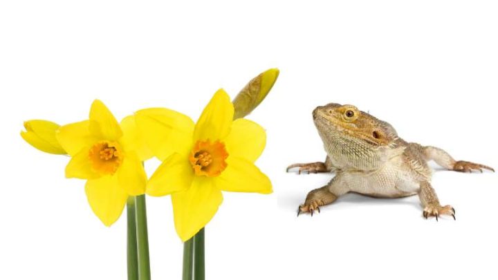 Can Bearded Dragons Eat Daffodils?