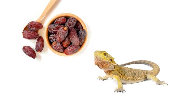 Can Bearded Dragons Eat Dates?