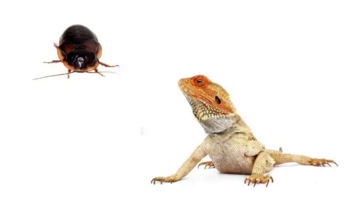 Can Bearded Dragons Eat Dubia Roaches?
