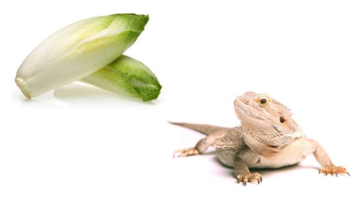 Can Bearded Dragons Eat Endive?